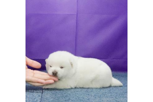成約済の愛知県の柴犬-371989の4枚目